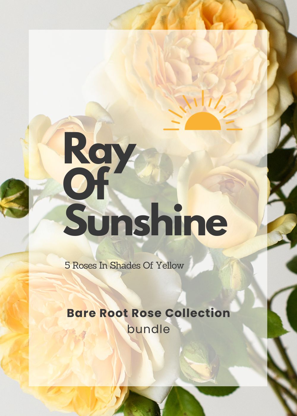Ray Of Sunshine Bare Root Rose Collection - Menagerie Farm & Flower