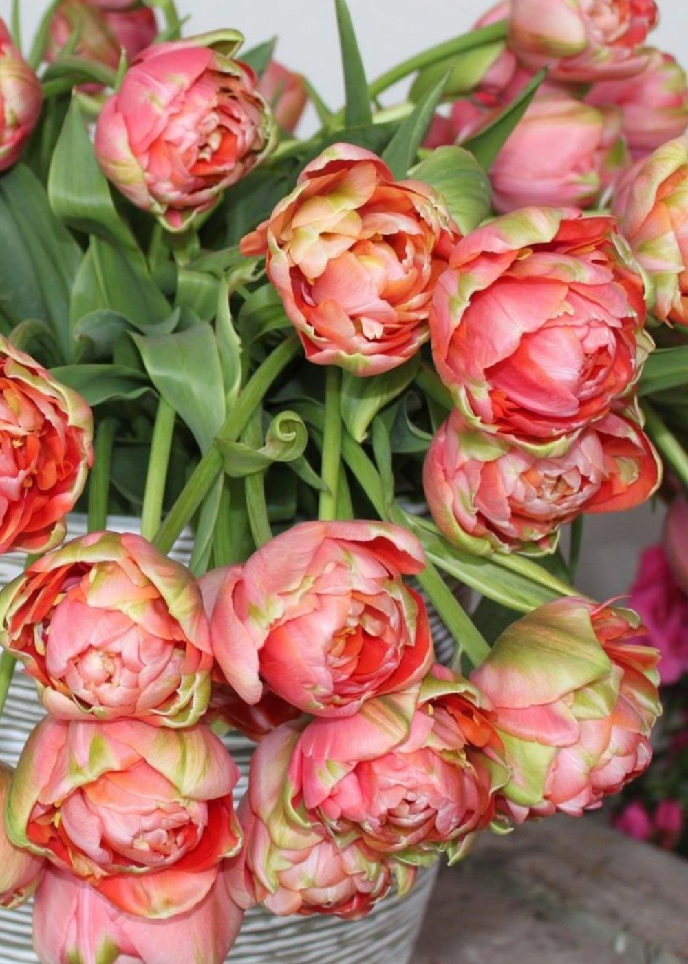 Renown Unique Tulip Bulbs - Menagerie Farm & Flower