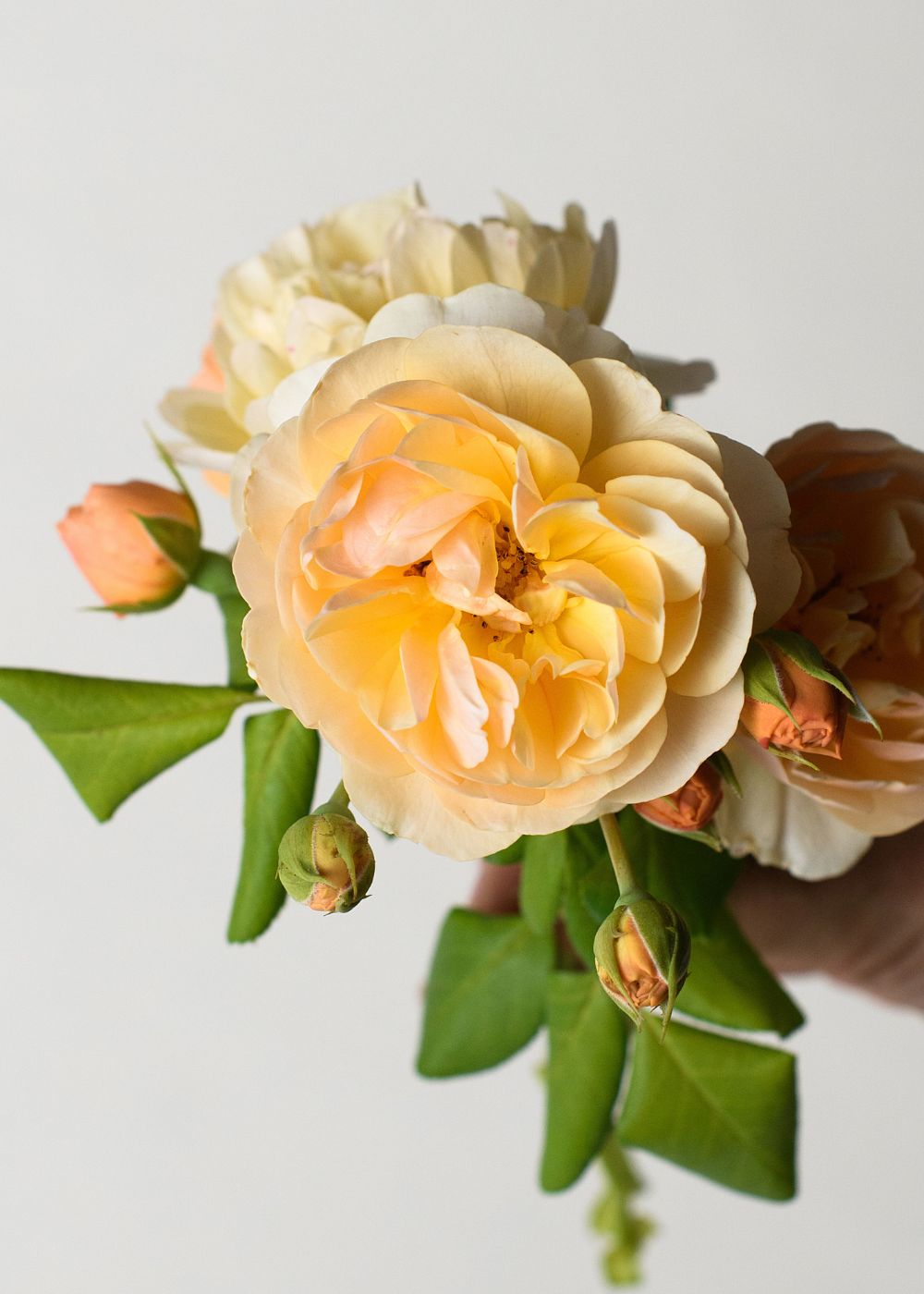 Roald Dahl Rose Bare Root - Menagerie Farm & Flower