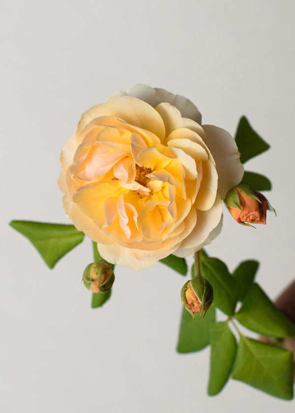 Roald Dahl David Austin® Bare Root Rose - Menagerie Farm & Flower