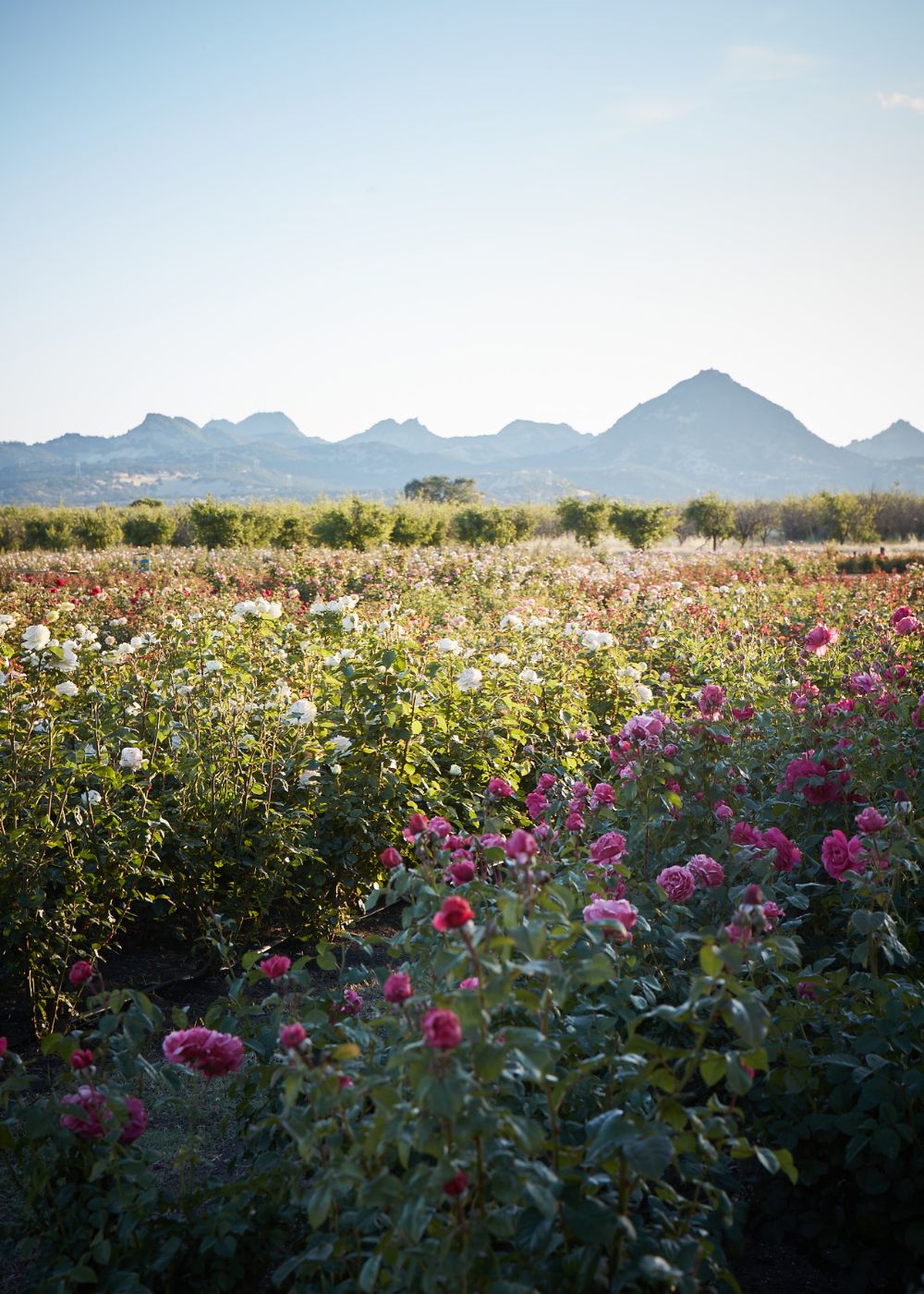 Rose Artistry - A Workshop Featuring Gabriela Salazar | May 20 &amp; May 21, 2023 - Menagerie Farm &amp; Flower