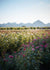 Rose Artistry - A Workshop Featuring Gabriela Salazar | May 20 & May 21, 2023 - Menagerie Farm & Flower