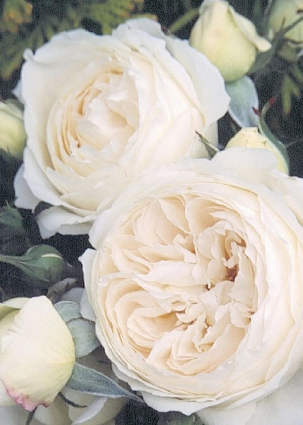 Rose Marie Rose Bare Root (Archived) - Menagerie Farm & Flower