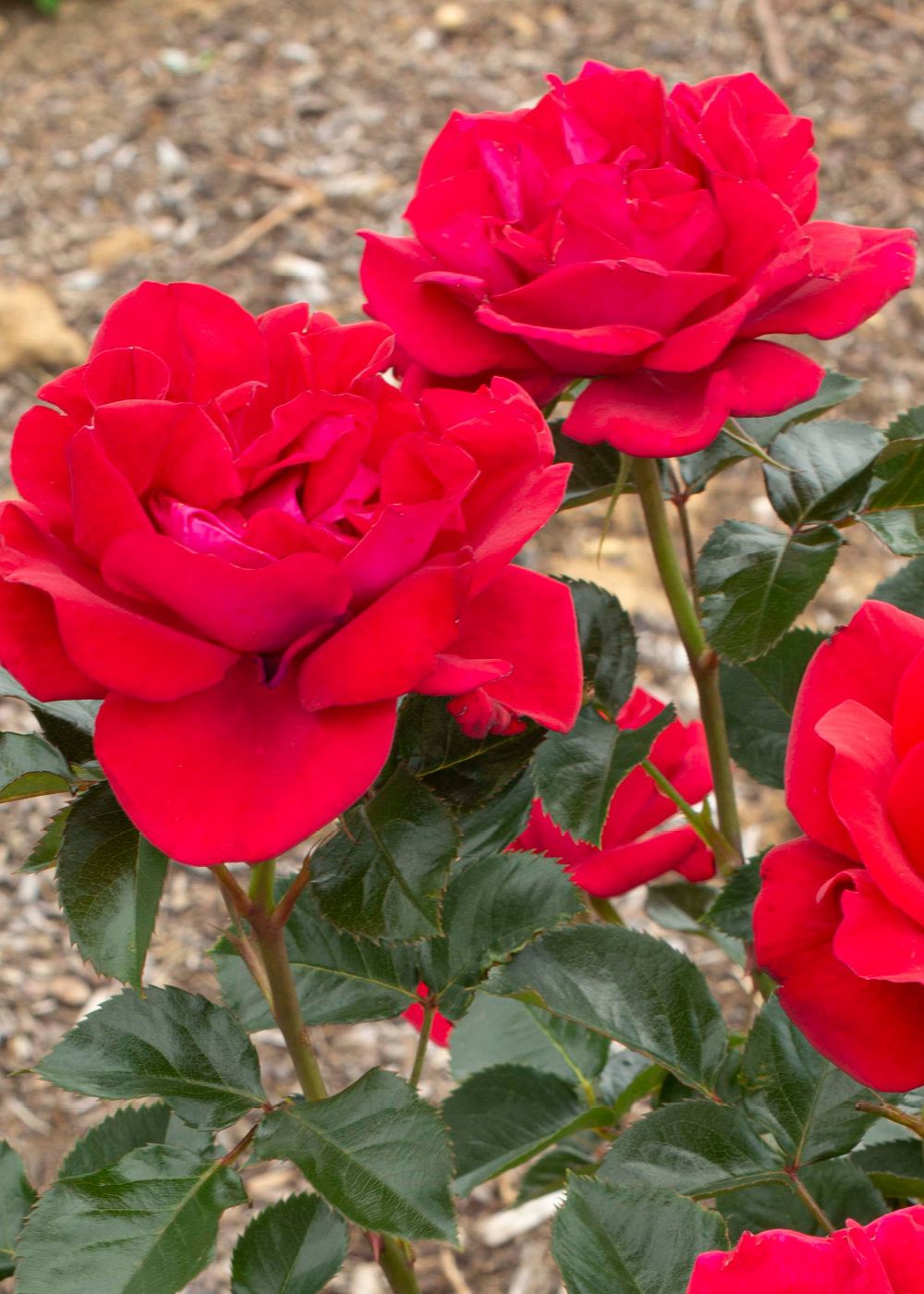 Ruby Red™ Rose Bare Root - Menagerie Farm &amp; Flower