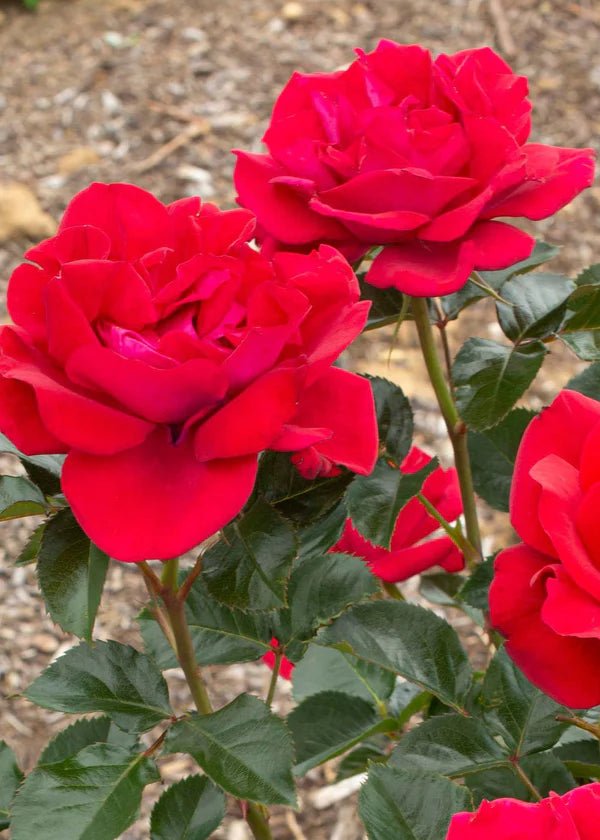 Ruby Red™ Rose Potted (Archived) - Menagerie Farm & Flower