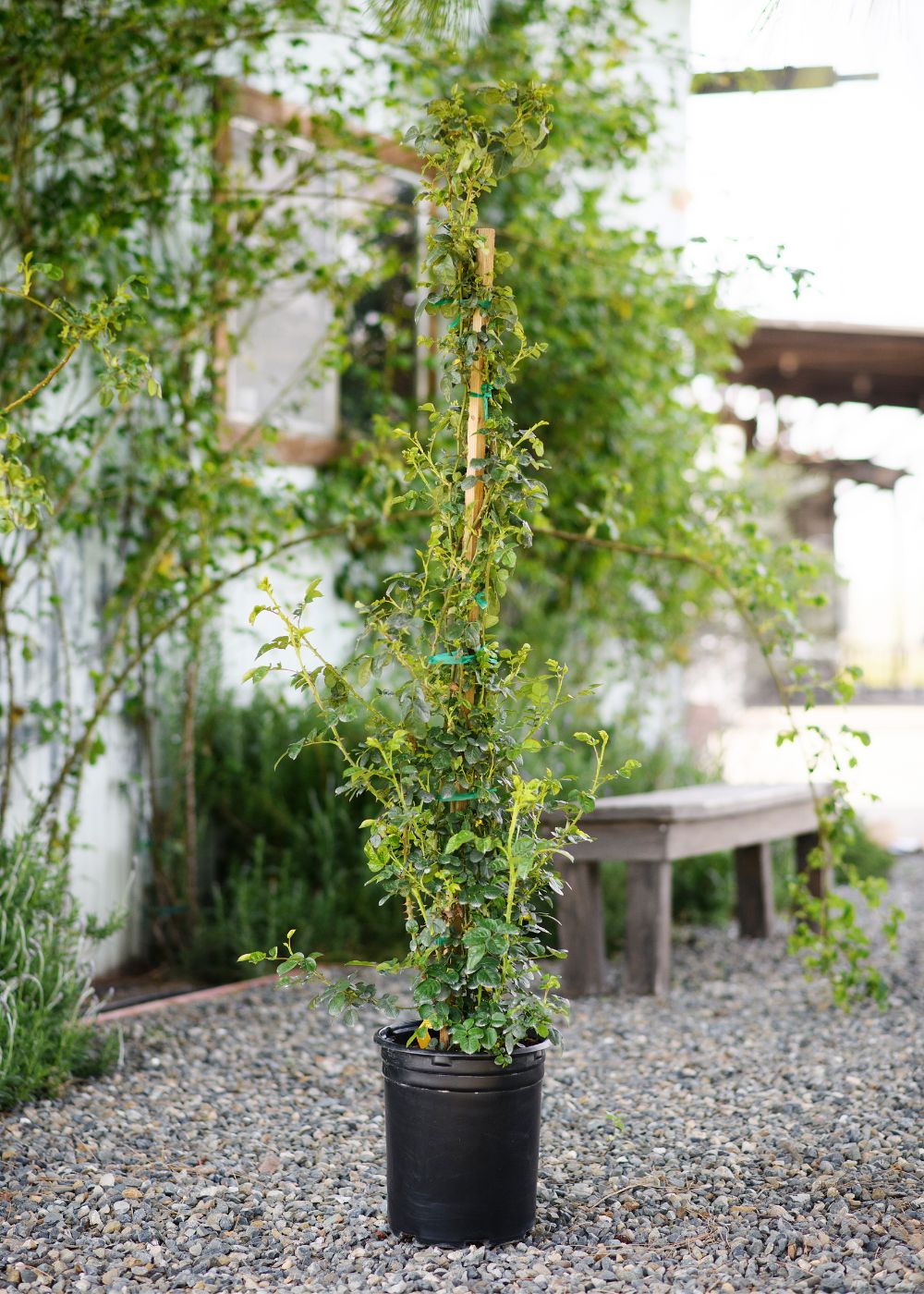 can you plant climbing roses in a pot Sally Holmes Climbing Rose Potted