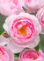 Scepter'd Isle Rose Bare Root - Menagerie Farm & Flower