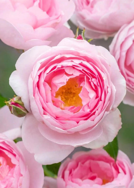 scepterd-isle-rose-bare-root-