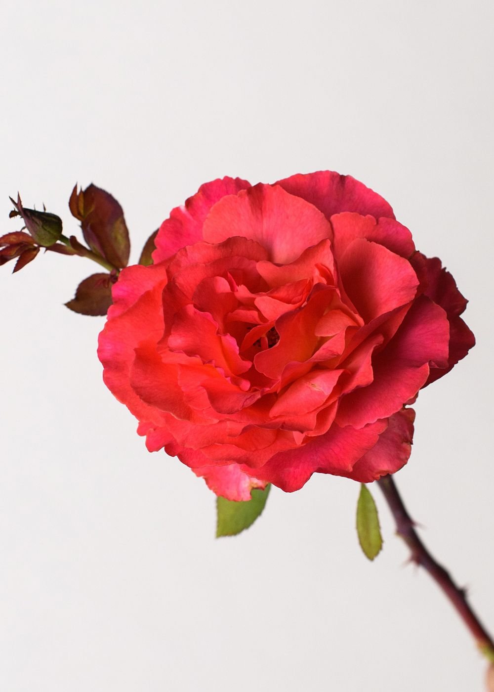 Sedona Rose Bare Root (Archived) - Menagerie Farm & Flower