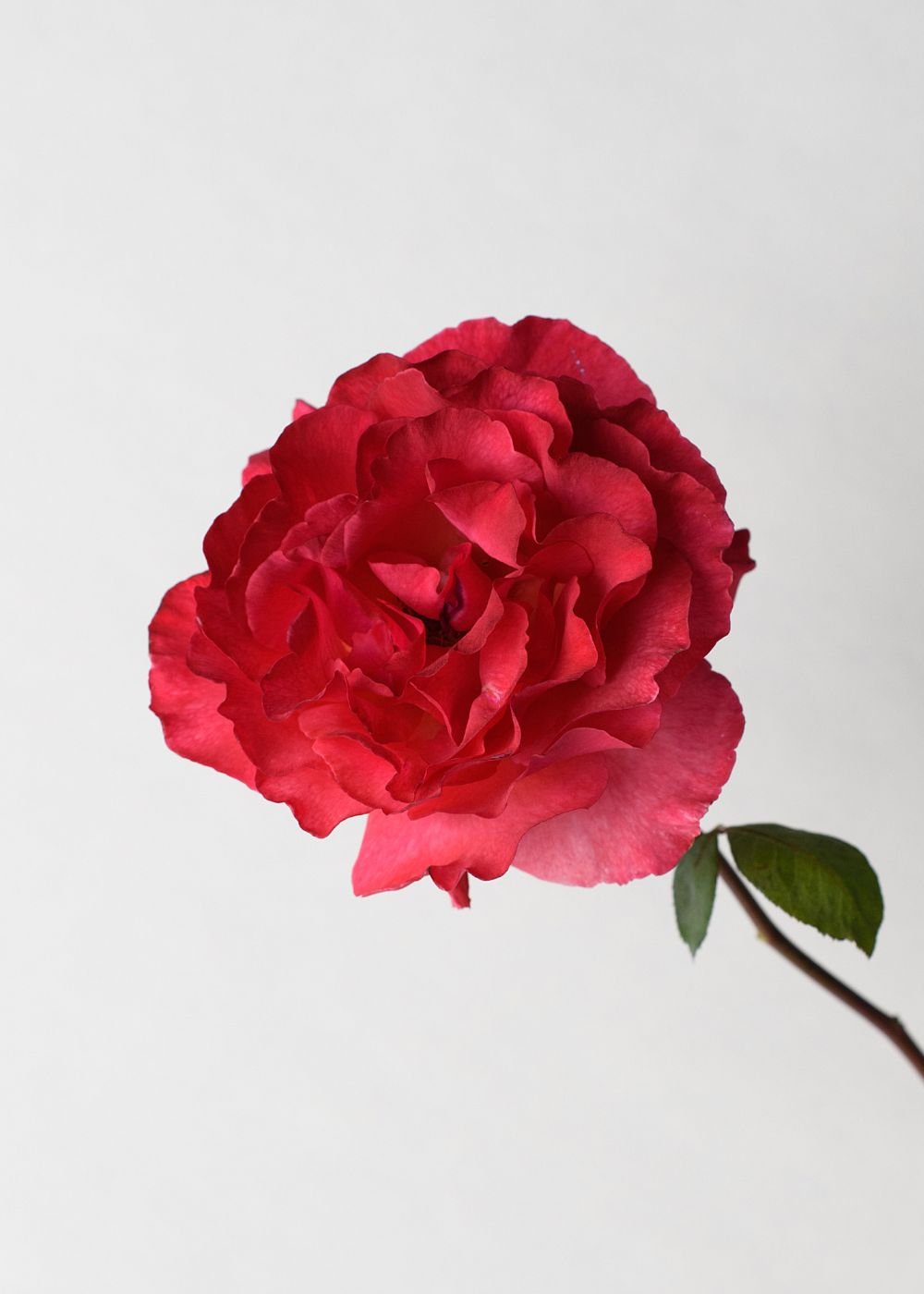 Sedona Rose Bare Root (Archived) - Menagerie Farm &amp; Flower