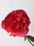 Sedona Rose Bare Root Grade 1.5 Bundle - Menagerie Farm & Flower