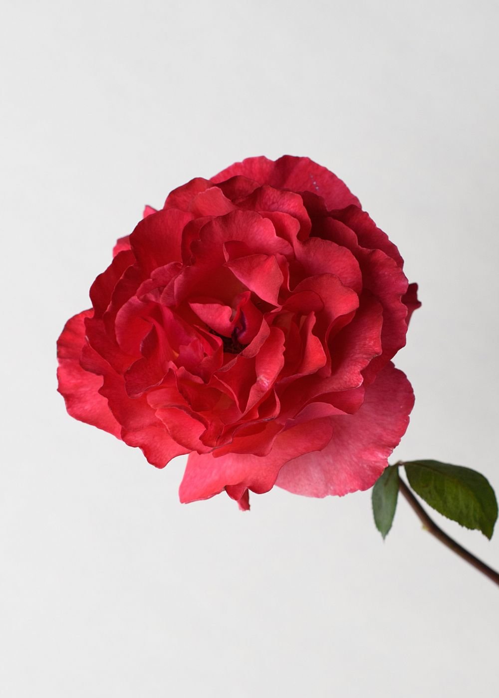 Sedona Rose Potted - Menagerie Farm &amp; Flower