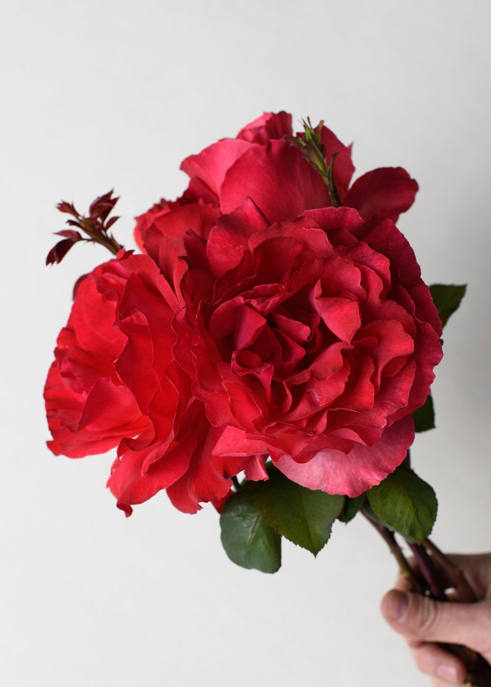 Sedona Rose Potted - Menagerie Farm &amp; Flower