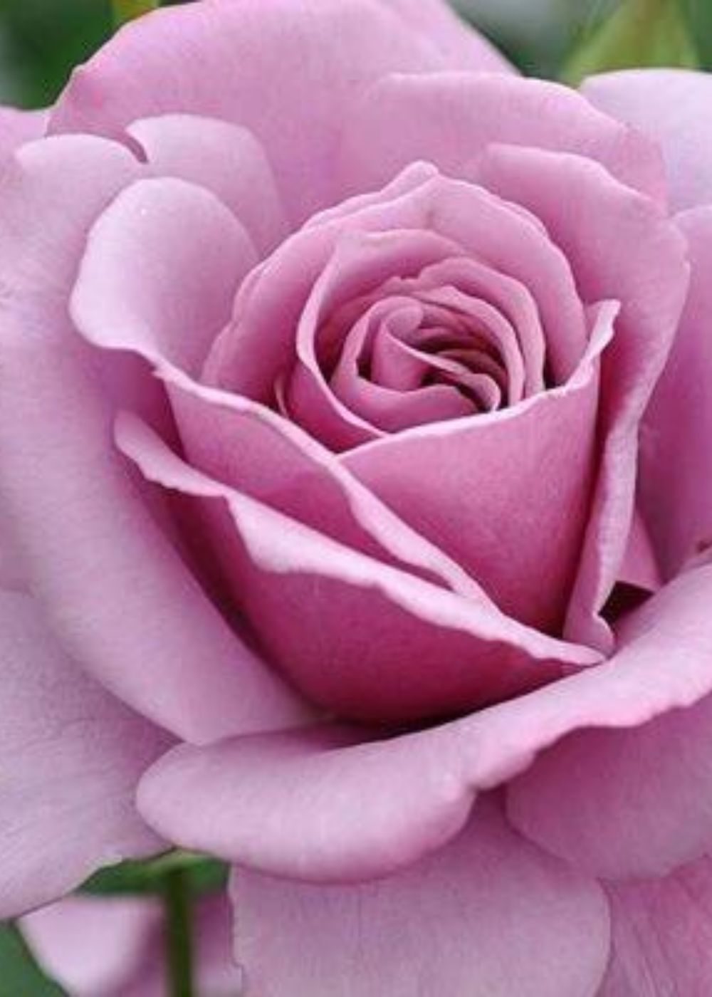 Silver Star Rose Bare Root (Archived) - Menagerie Farm & Flower