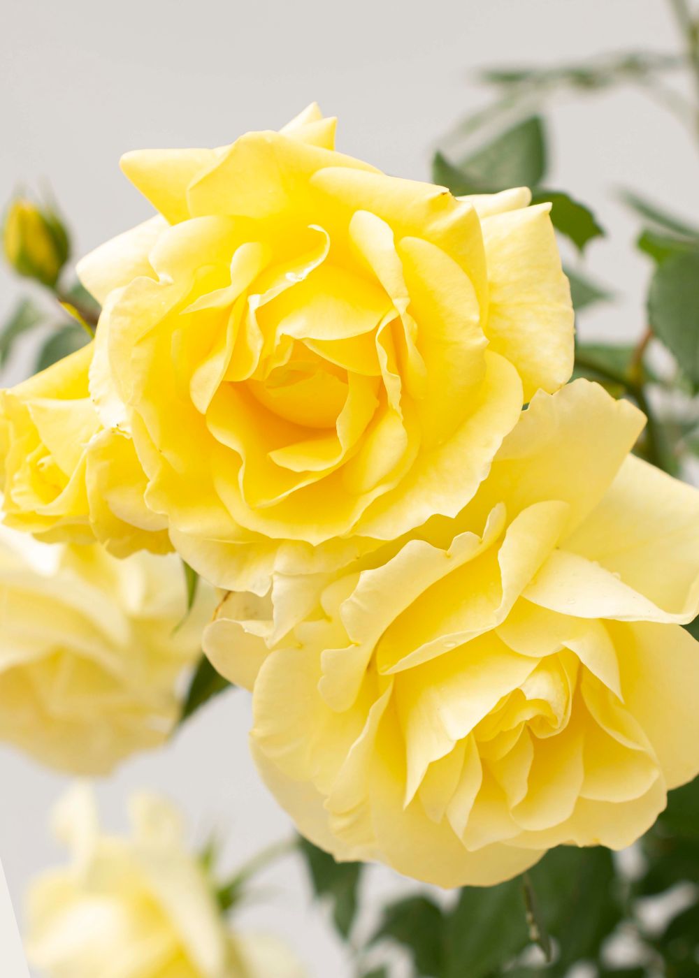 Simply Color Rose Bare Root ✨Menagerie Exclusive✨ - Menagerie Farm & Flower