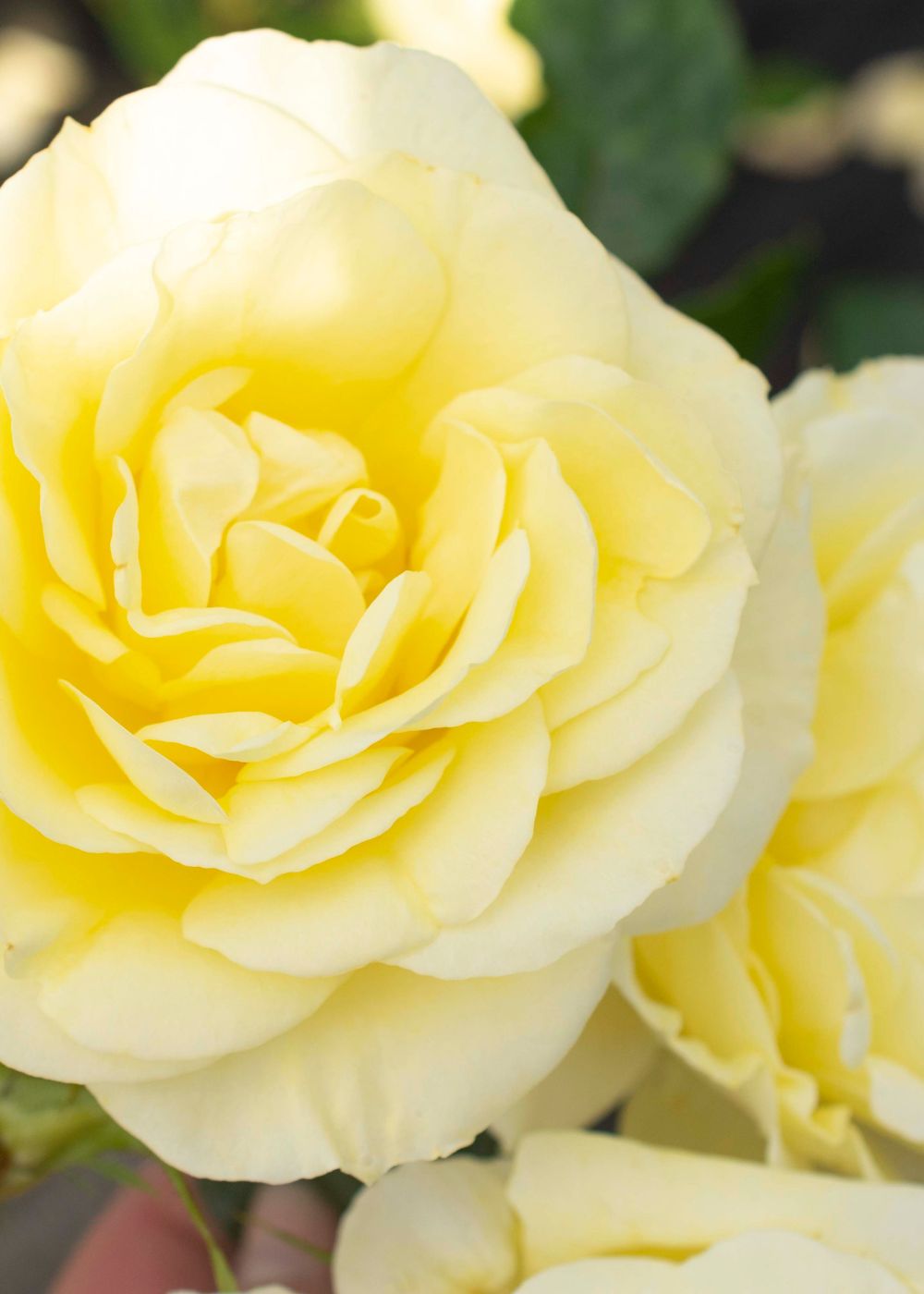 Simply Color Rose Bare Root ✨Menagerie Exclusive✨ - Menagerie Farm & Flower