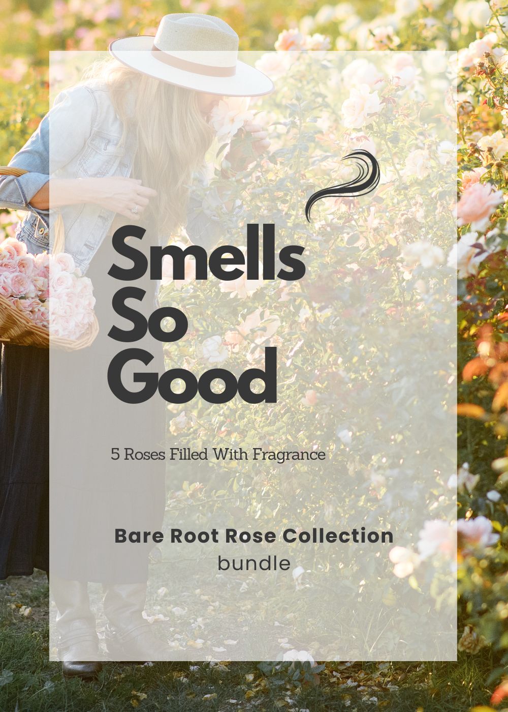 Smells So Good Bare Root Rose Collection - Menagerie Farm & Flower