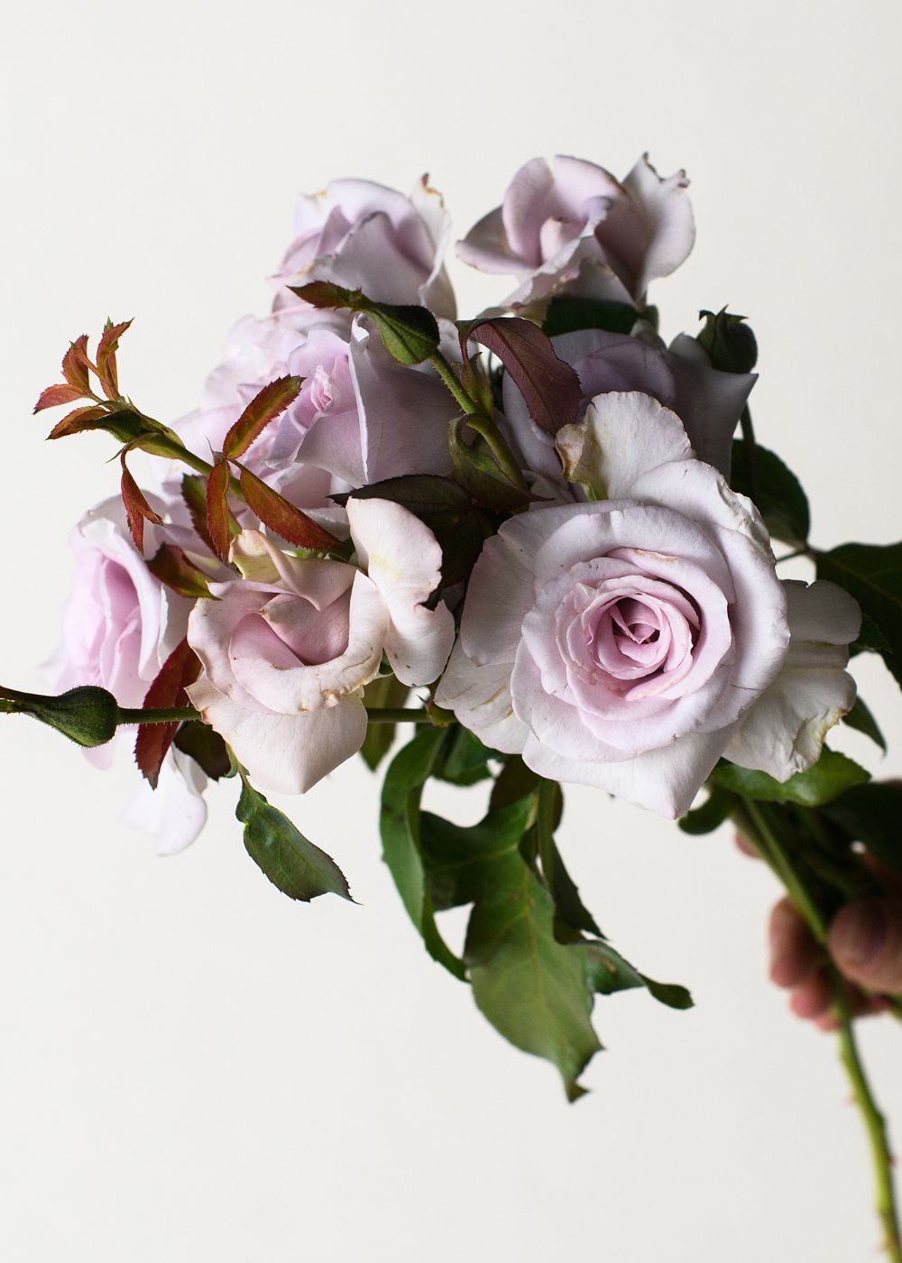 Stainless Steel™ Rose Bare Root - Menagerie Farm & Flower