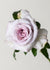 Stainless Steel™ Rose Bare Root - Menagerie Farm & Flower