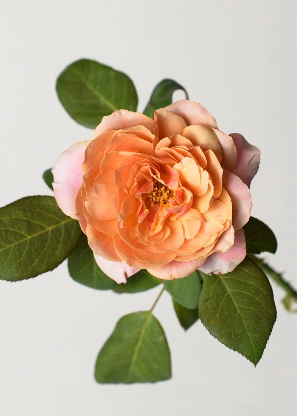 State of Grace™ Bare Root Rose Cooler Cleanout Bundle of 5 Roses - Menagerie Farm & Flower
