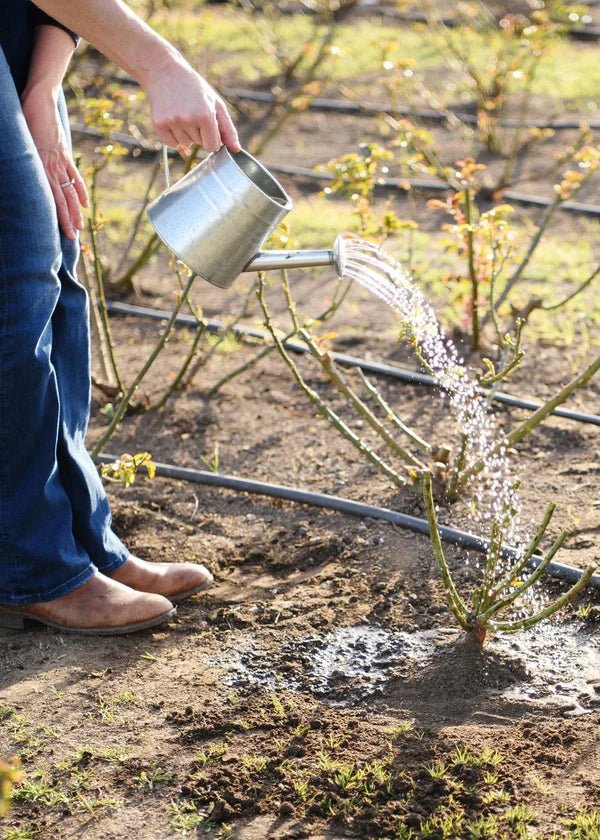 State of Grace™ Bare Root Rose Cooler Cleanout Bundle of 5 Roses - Menagerie Farm & Flower