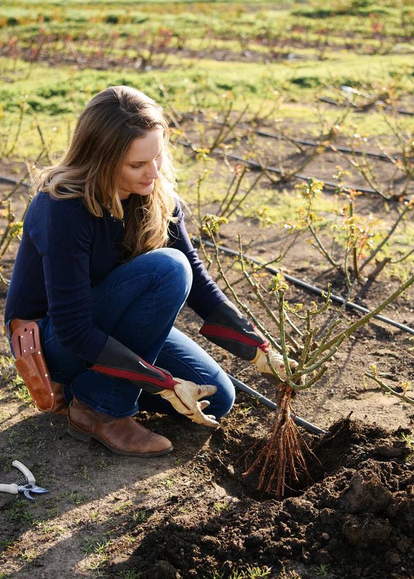 State of Grace™ Bare Root Rose Cooler Cleanout Bundle of 5 Roses - Menagerie Farm & Flower