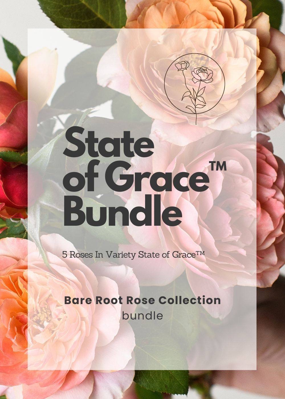 State of Grace™ Bare Root Rose Cooler Cleanout Bundle of 5 Roses - Menagerie Farm & Flower