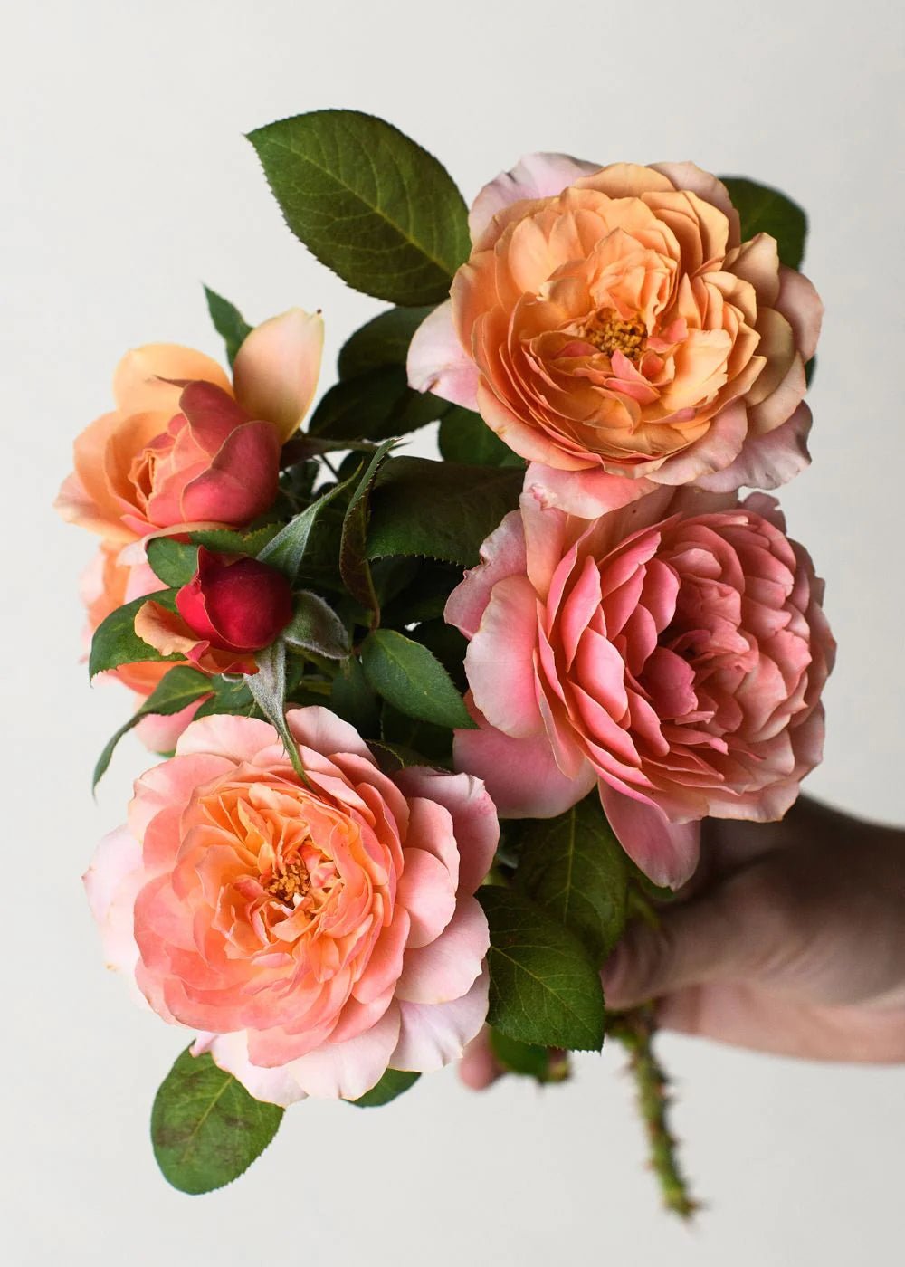 State of Grace™ Bare Root Rose Cooler Cleanout Bundle of 5 Roses - Menagerie Farm & Flower