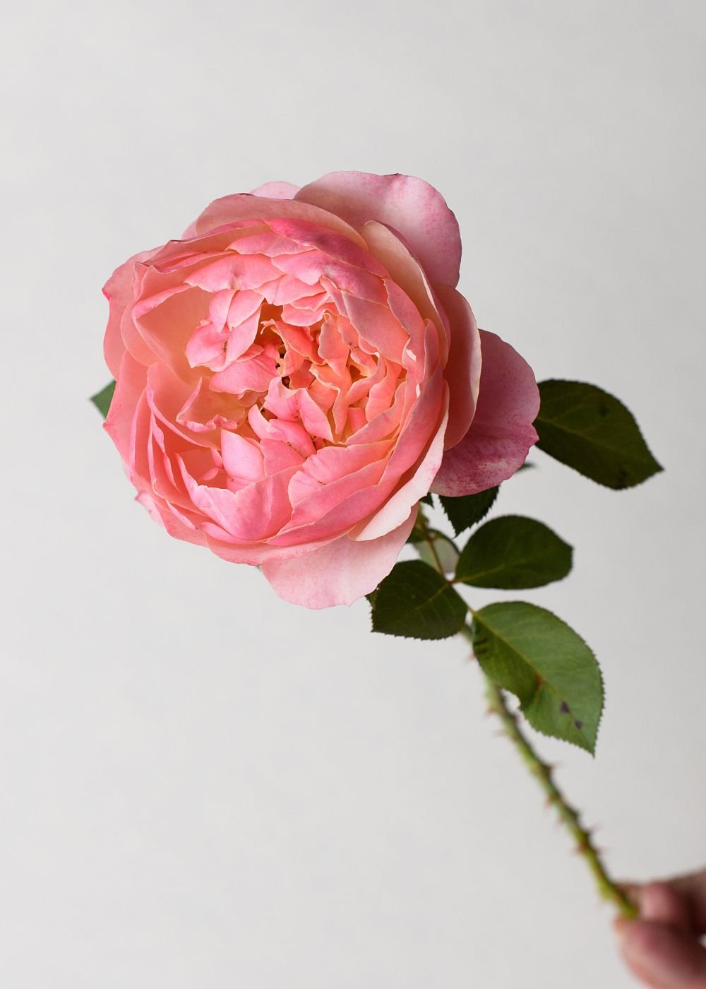 State of Grace™ Bare Root Rose - Menagerie Farm & Flower