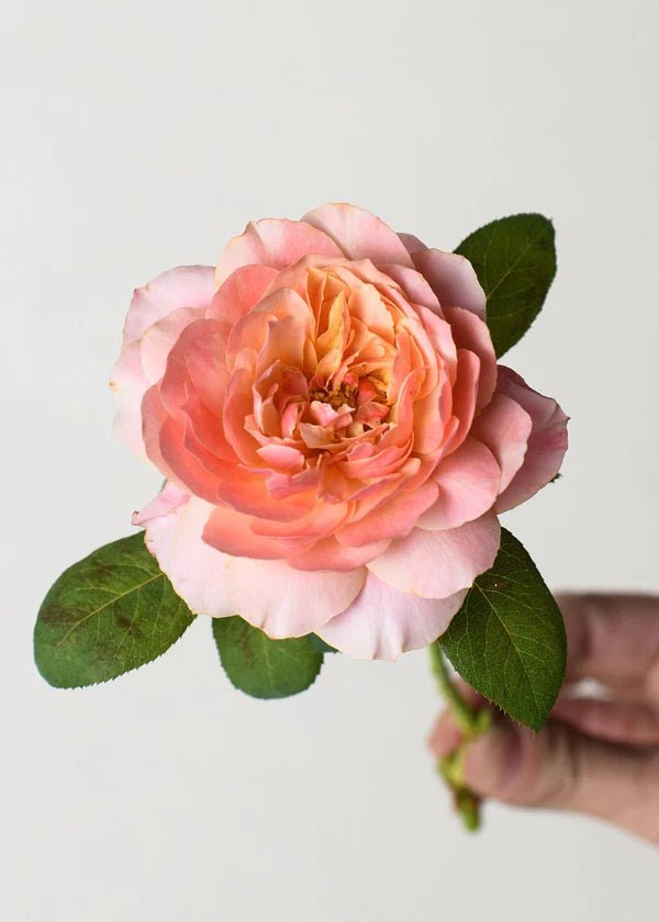 State of Grace™ Rose Potted - Menagerie Farm &amp; Flower