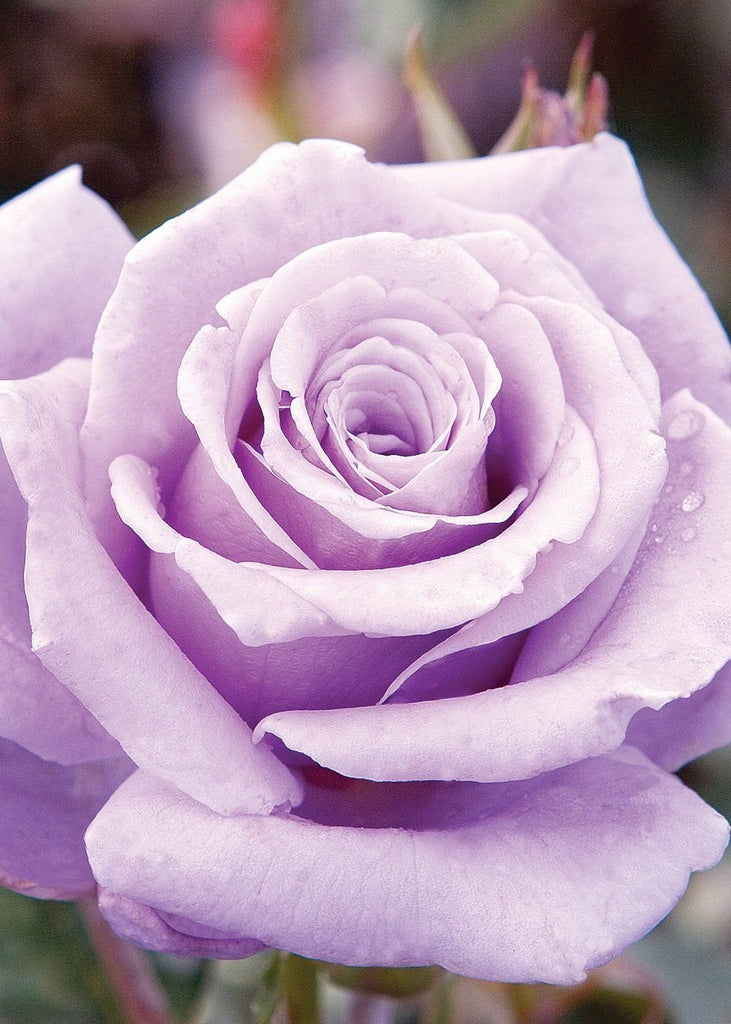 sterling-silver-rose-bare-root
