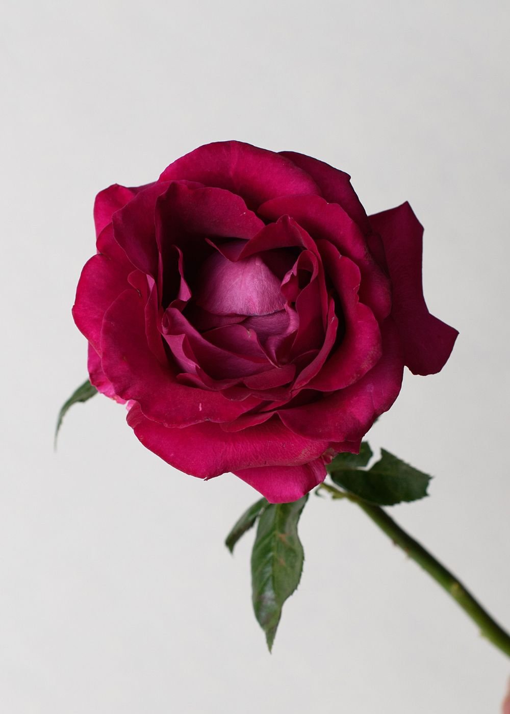 stiletto rose