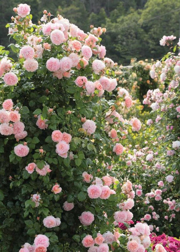 Strawberry Hill David Austin® Potted Climbing Rose - Menagerie Farm ...