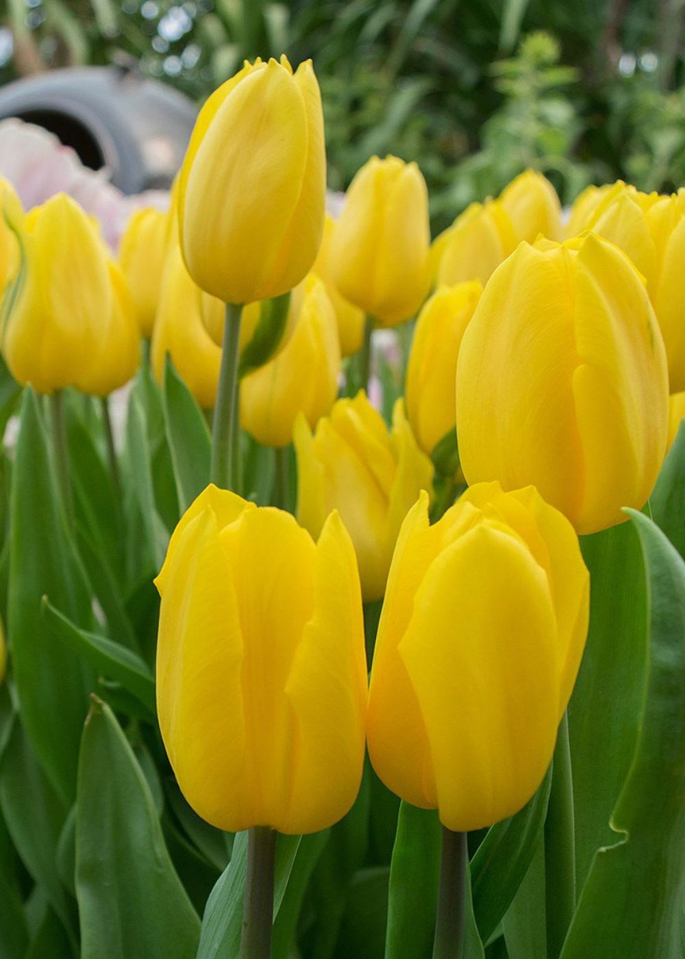 Strong Gold Tulip Bulbs - Menagerie Farm & Flower