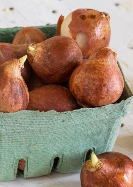Strong Gold Tulip Bulbs - Menagerie Farm & Flower
