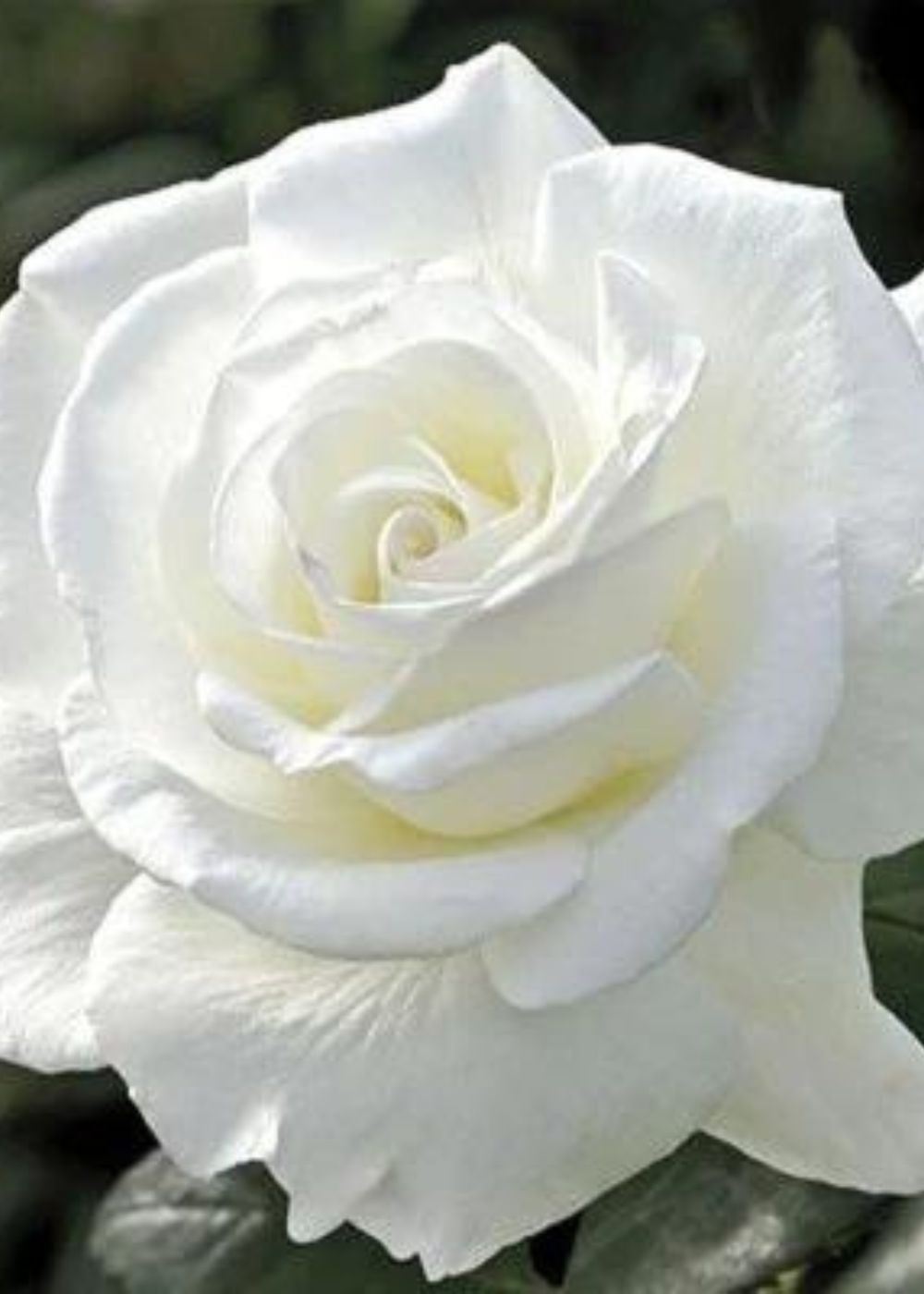 Sugar Moon Rose Bare Root (Archived) - Menagerie Farm &amp; Flower