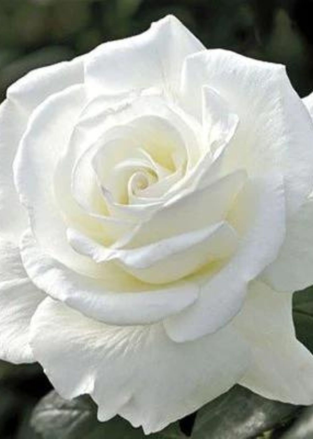 Sugar Moon Rose Bare Root (Archived) - Menagerie Farm & Flower