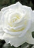 Sugar Moon Rose Bare Root (Archived) - Menagerie Farm & Flower