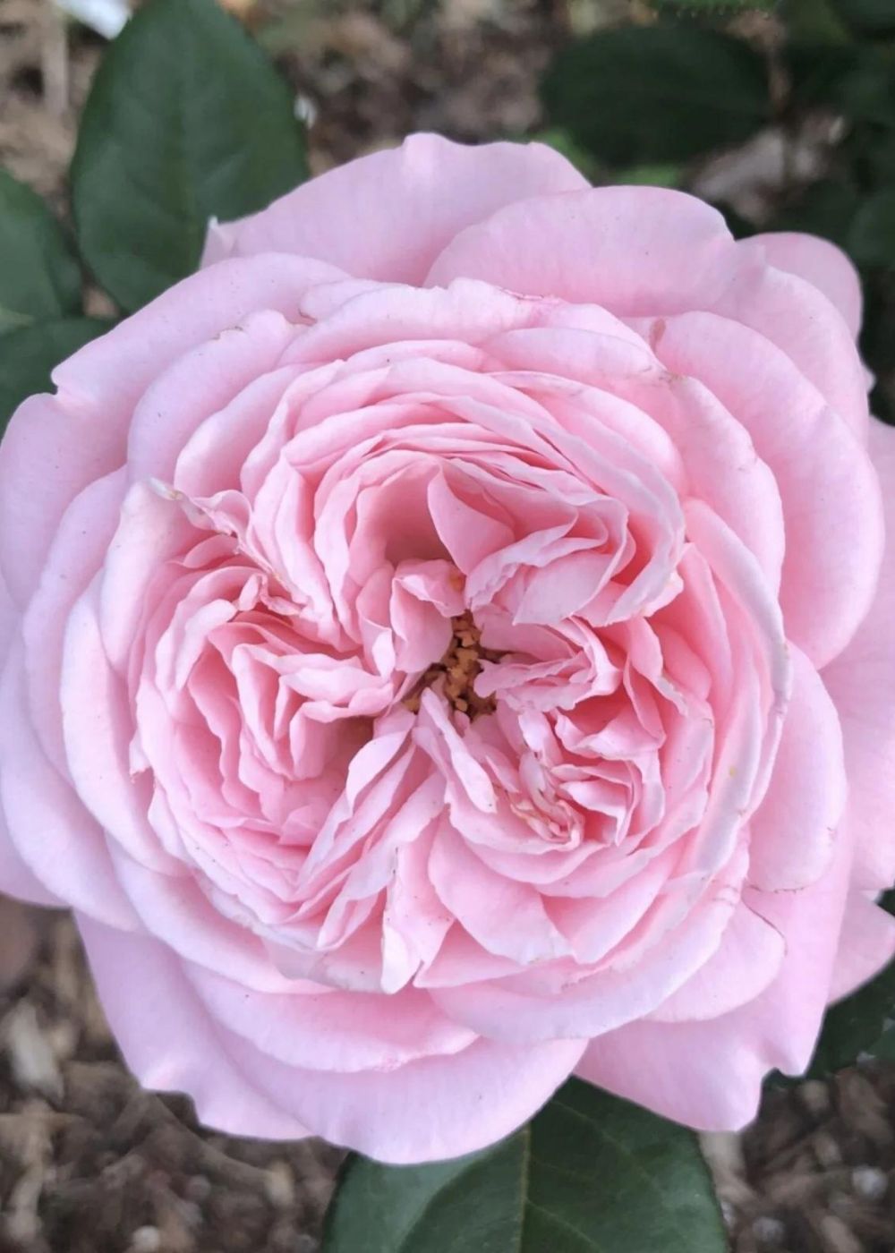 Summer Romance™ Parfuma® Rose Bare Root - Menagerie Farm &amp; Flower