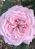 Summer Romance™ Parfuma® Rose Bare Root - Menagerie Farm & Flower