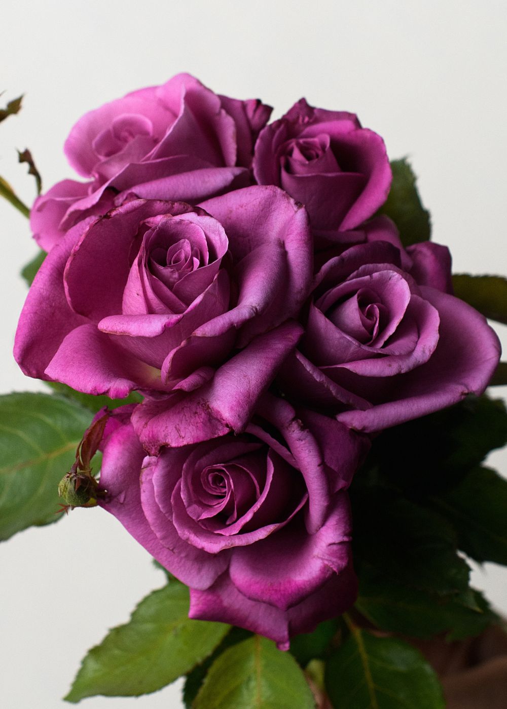 Sunbelt® Plum Perfect Rose Bare Root (Archived) - Menagerie Farm & Flower