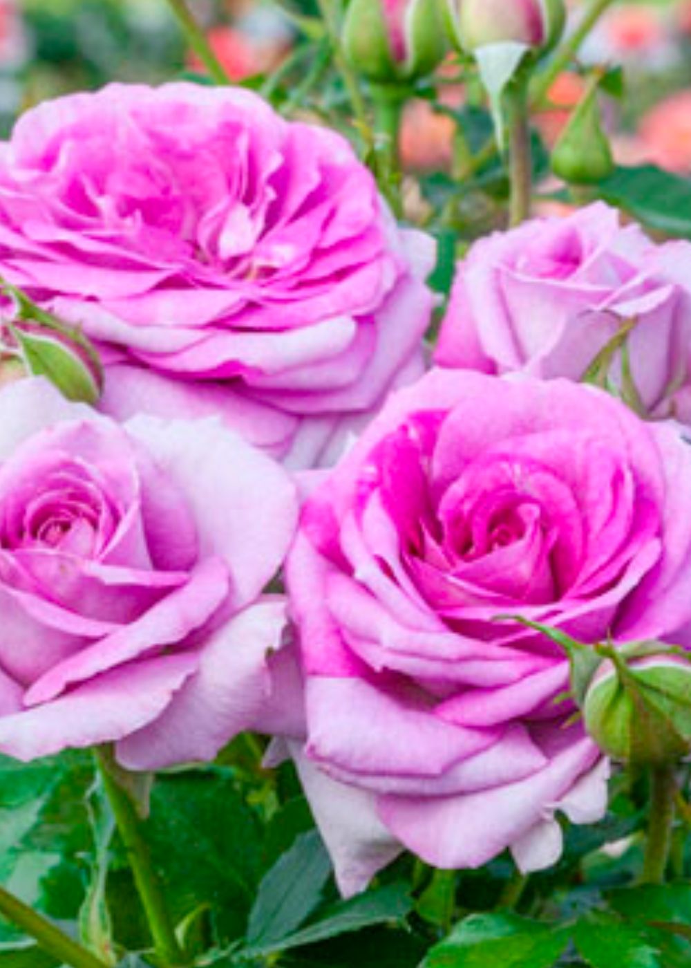 Sweet Madame Blue™ Rose Bare Root - Menagerie Farm & Flower