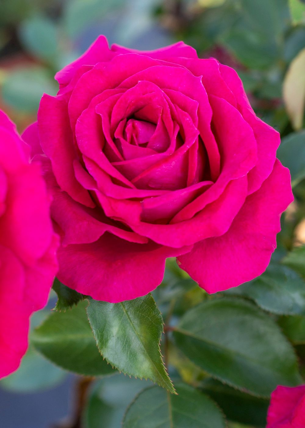 Sweet Spirit™ Rose Bare Root (Archived) - Menagerie Farm & Flower