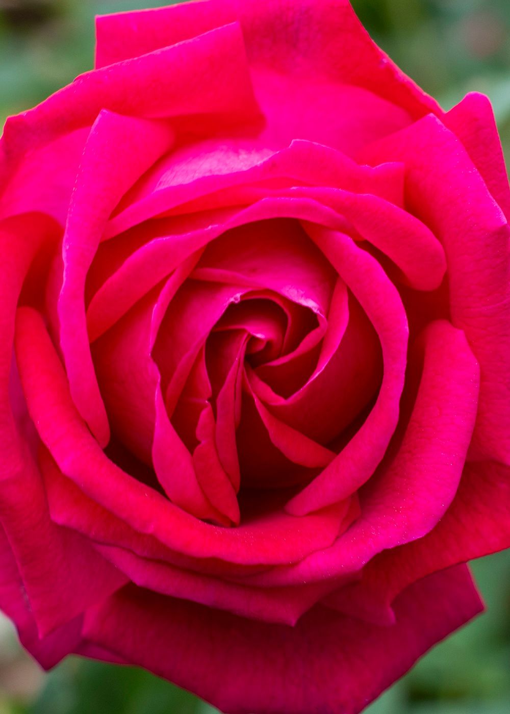 Sweet Spirit™ Rose Bare Root (Archived) - Menagerie Farm & Flower