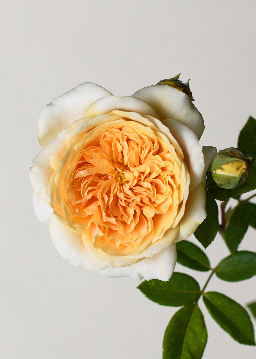 Teasing Georgia® Rose Bare Root - Menagerie Farm &amp; Flower