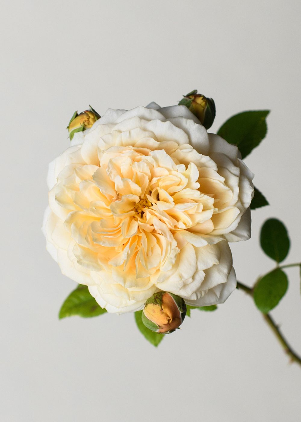 Teasing Georgia® Rose Bare Root - Menagerie Farm & Flower