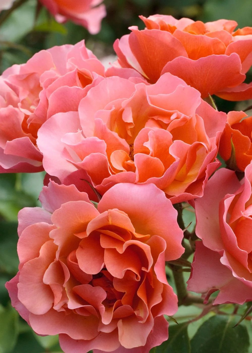 Potted Roses That Are Landscape Lovelies - Blossoms of