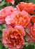 Tequila® Supreme Rose Potted (Archived) - Menagerie Farm & Flower