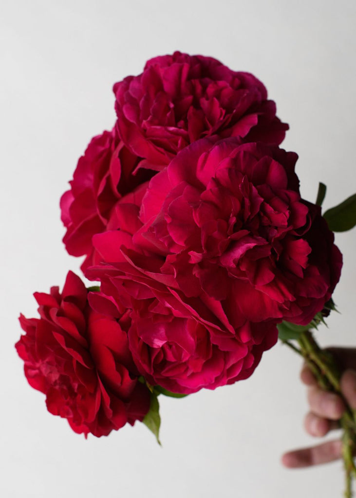 Tess of the d'Ubervilles David Austin Potted Climbing Rose