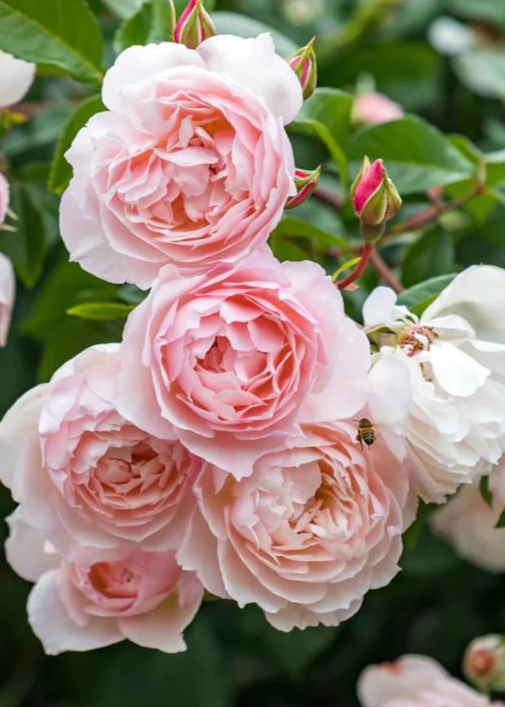 The Generous Gardener® Climbing Rose Potted - Menagerie Farm & Flower